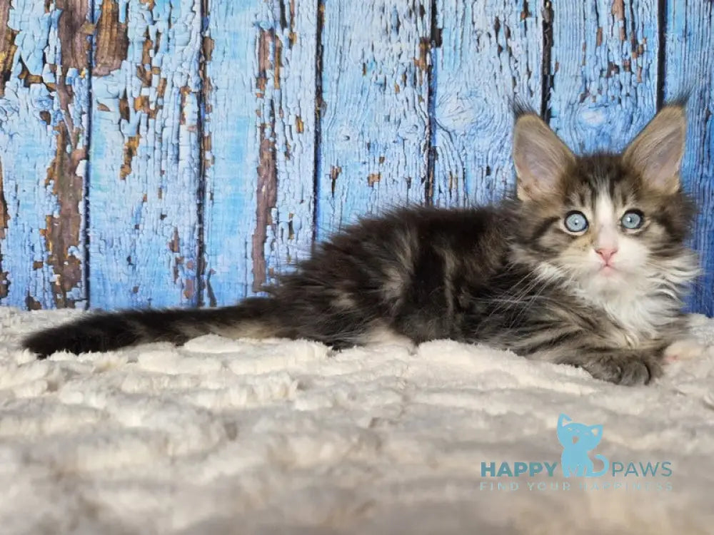 Nasturtsia Maine Coon female black tabby with white live animals