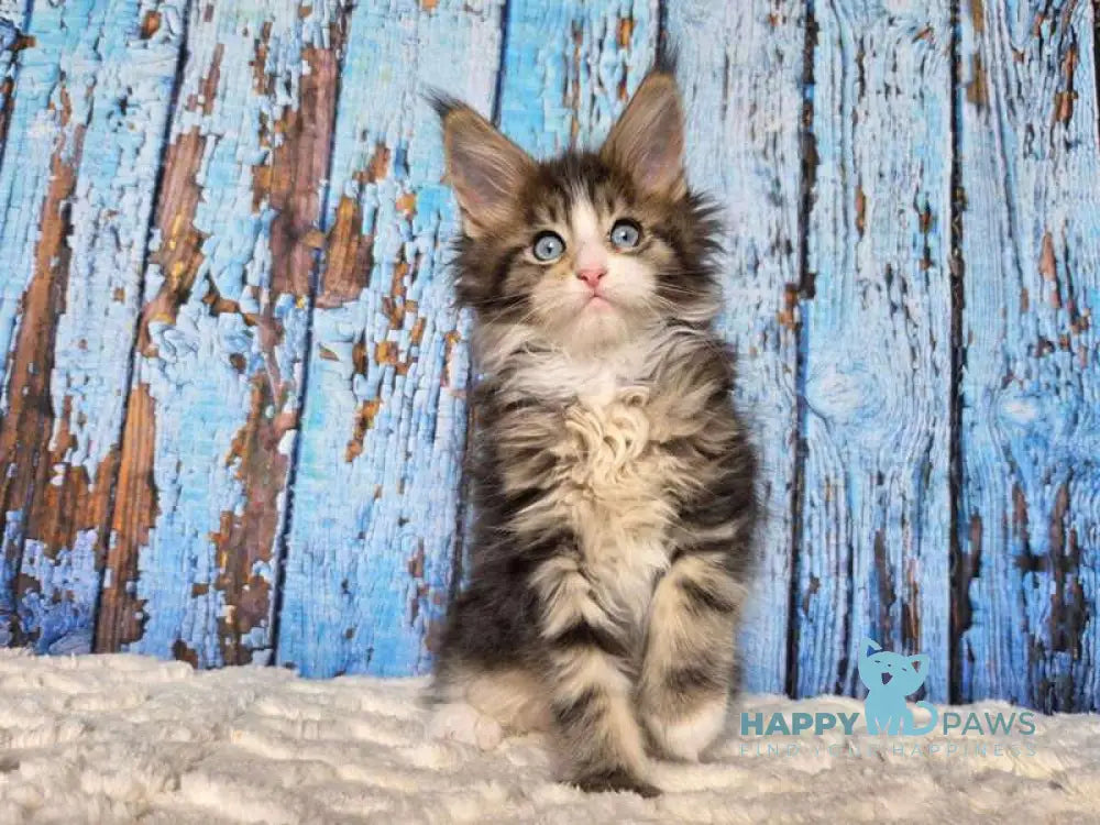 Nasturtsia Maine Coon female black tabby with white live animals