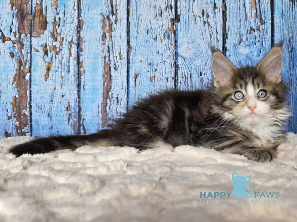 Nasturtsia Maine Coon female black tabby with white live animals