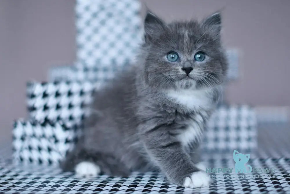 Nasty Siberian female blue with white live animals