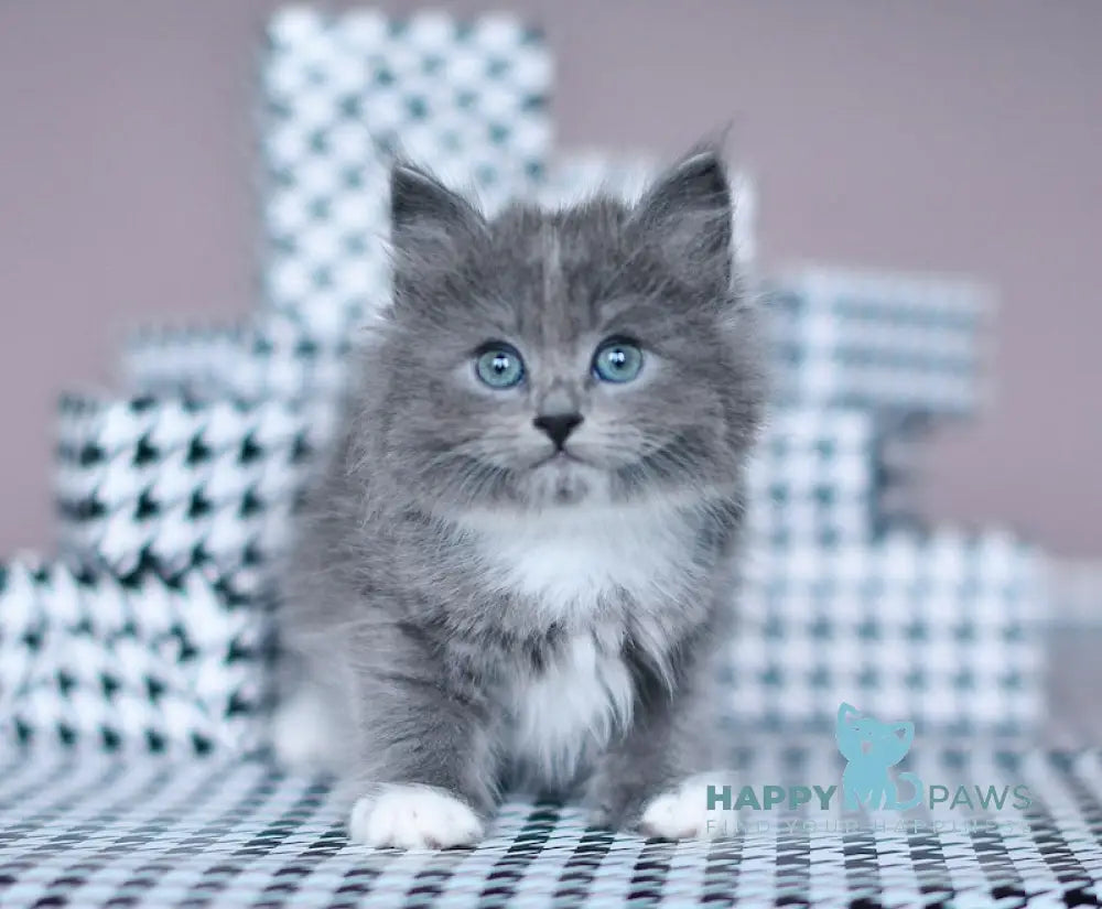 Nasty Siberian female blue with white live animals