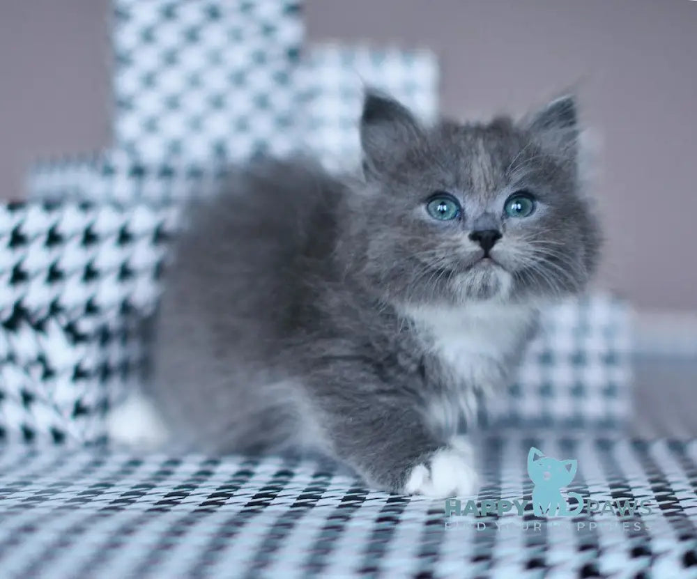 Nasty Siberian female blue with white live animals
