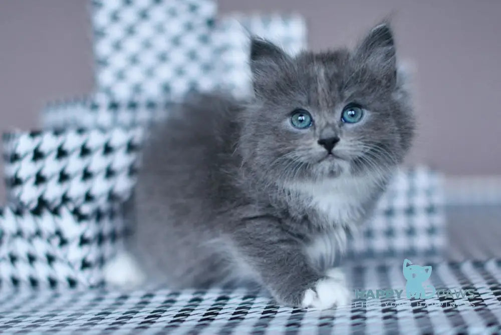 Nasty Siberian female blue with white live animals