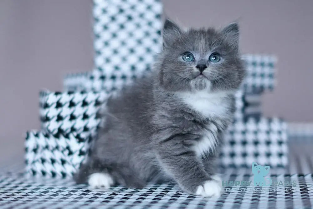 Nasty Siberian female blue with white live animals