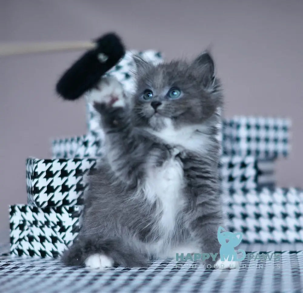 Nasty Siberian female blue with white live animals