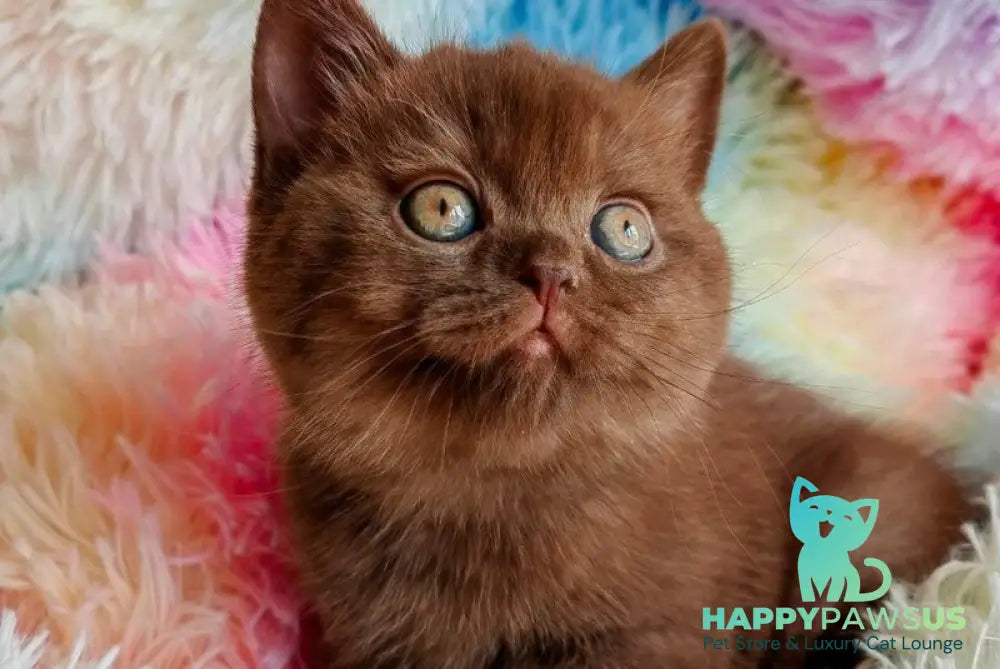 Nastya British Shorthair female chocolate - live animals