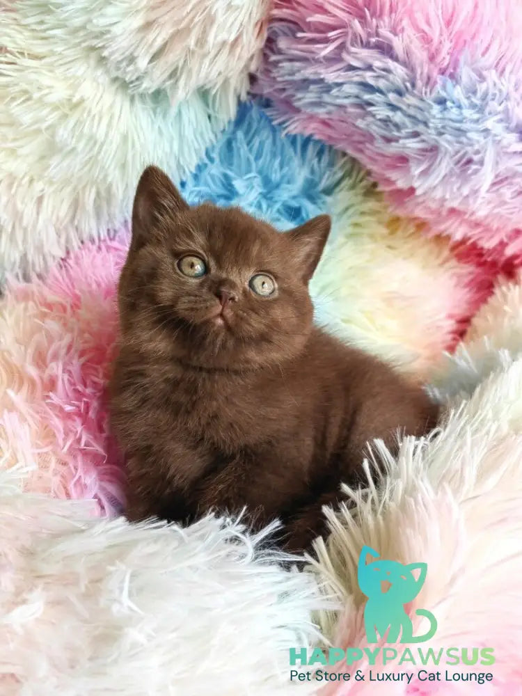 Nastya British Shorthair female chocolate - live animals