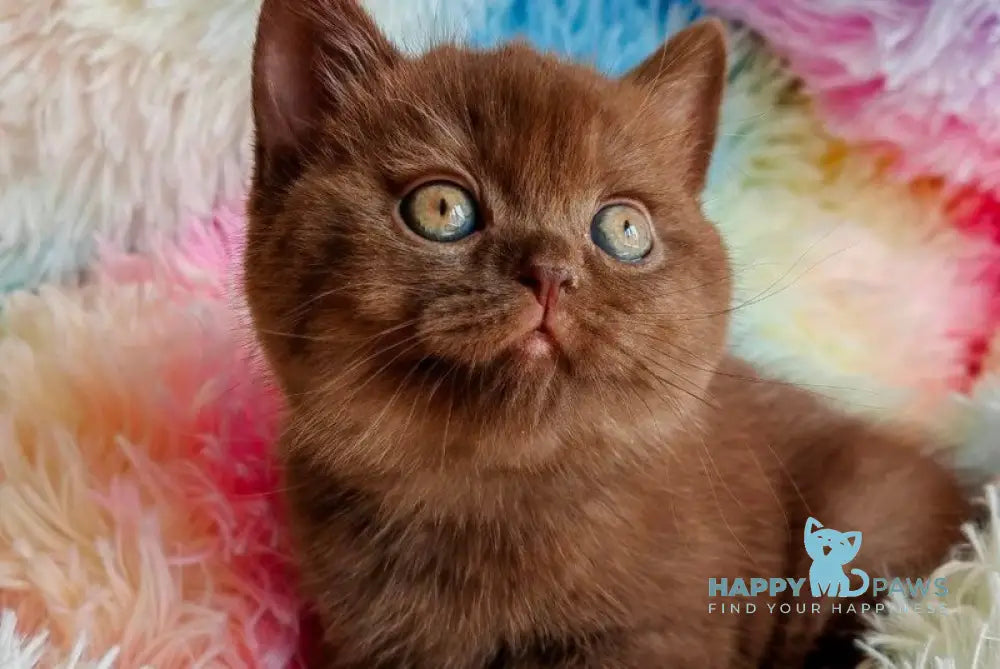 Nastya British Shorthair female chocolate - live animals