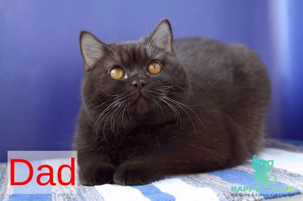 Nastya British Shorthair female chocolate - live animals