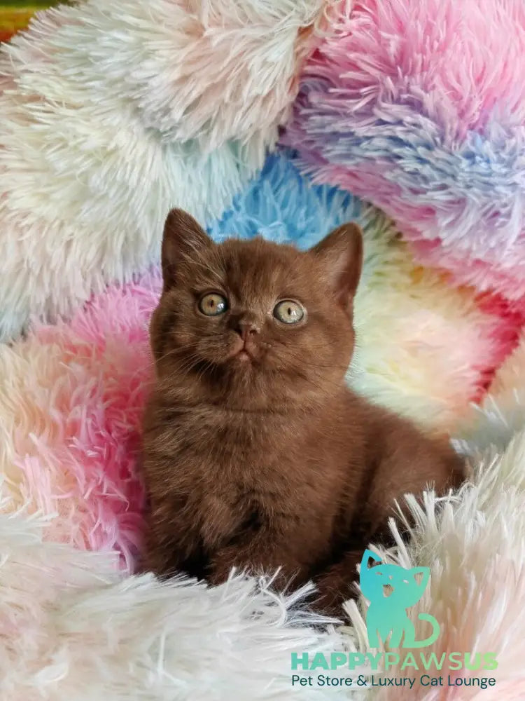 Nastya British Shorthair female chocolate - live animals