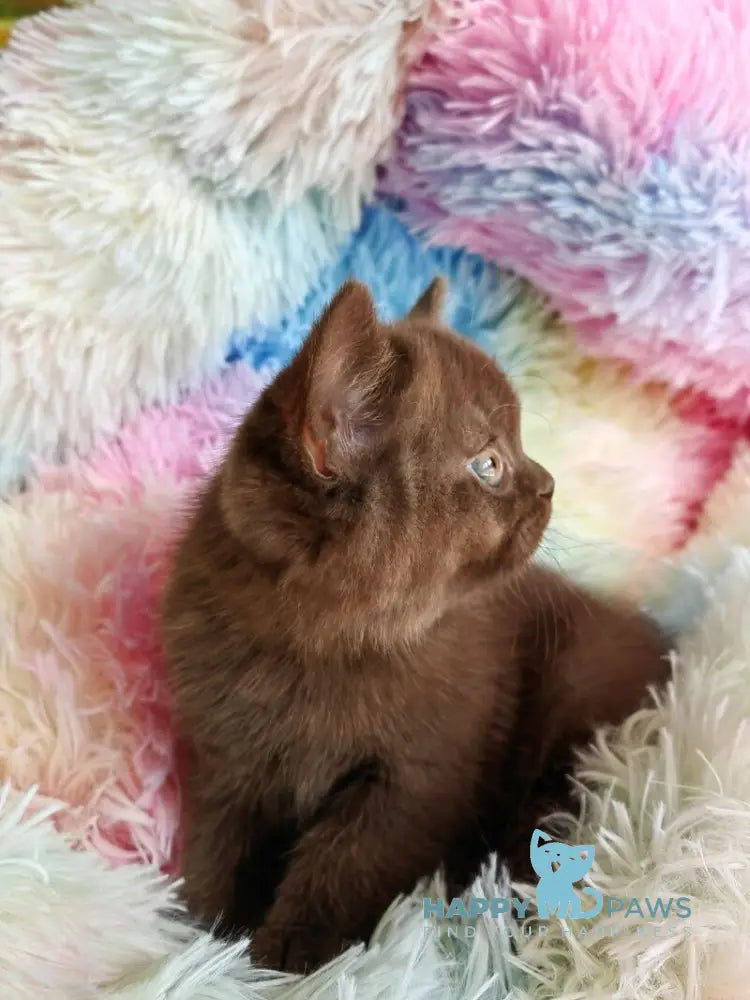 Nastya British Shorthair female chocolate - live animals
