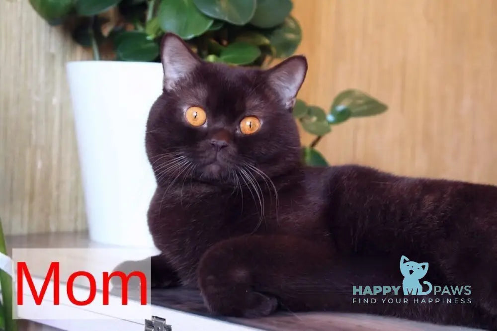 Nastya British Shorthair female chocolate - live animals