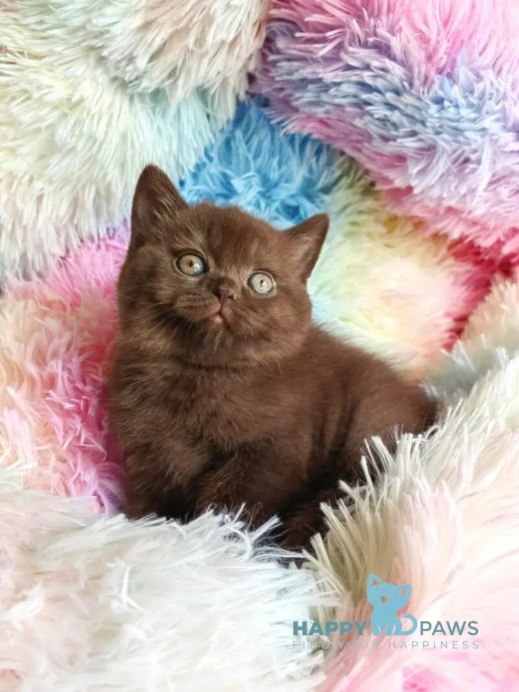 Nastya British Shorthair female chocolate - live animals