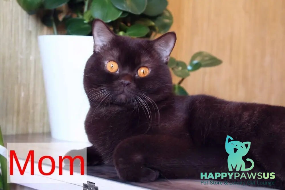 Nastya British Shorthair female chocolate - live animals