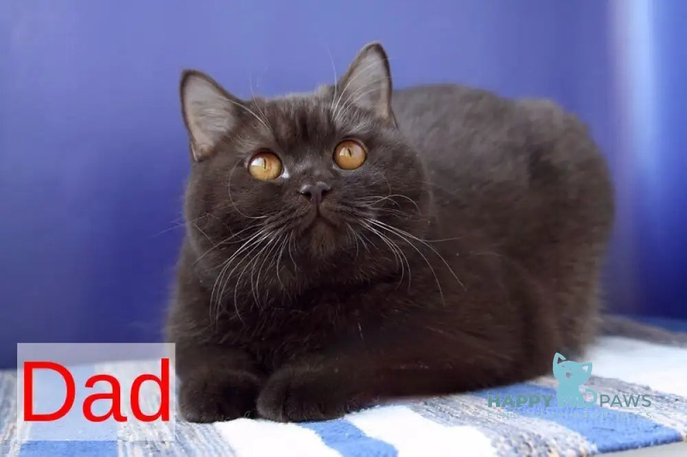 Nastya British Shorthair female chocolate - live animals