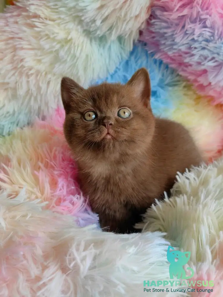 Nastya British Shorthair female chocolate - live animals