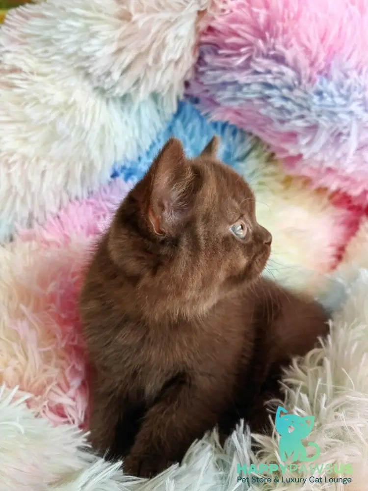 Nastya British Shorthair female chocolate - live animals
