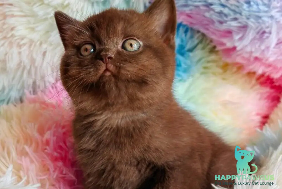 Nastya British Shorthair female chocolate - live animals