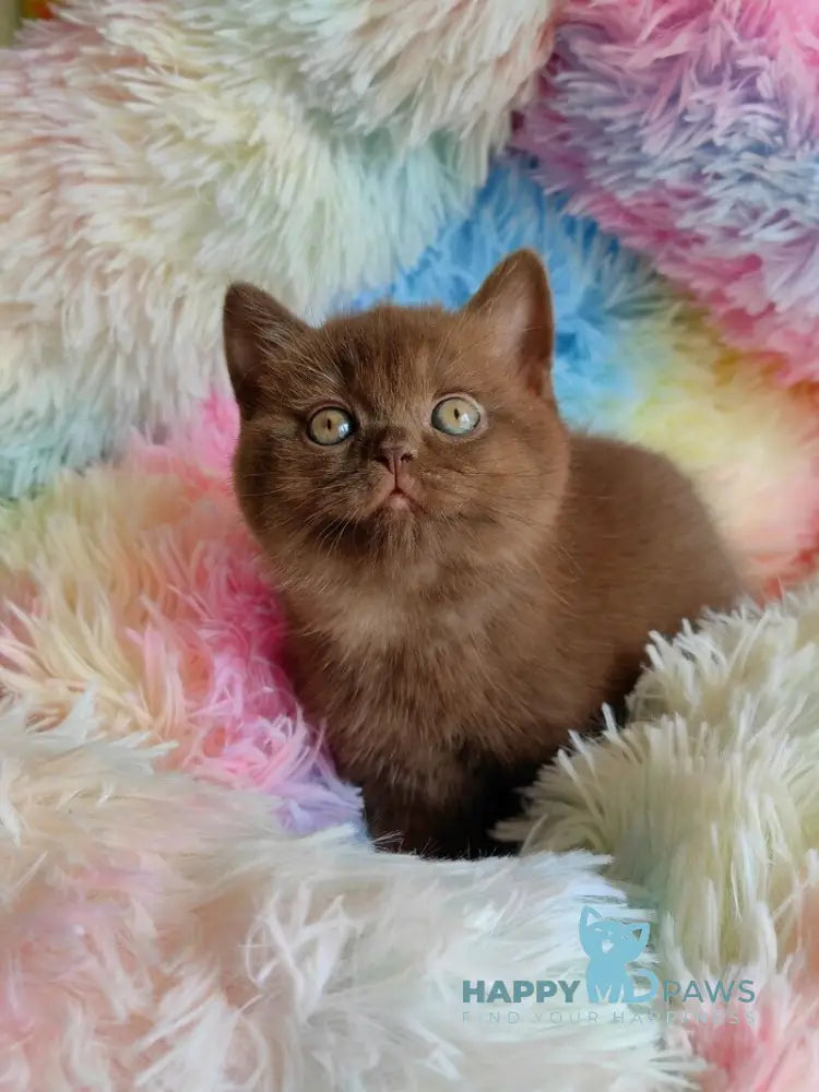 Nastya British Shorthair female chocolate - live animals