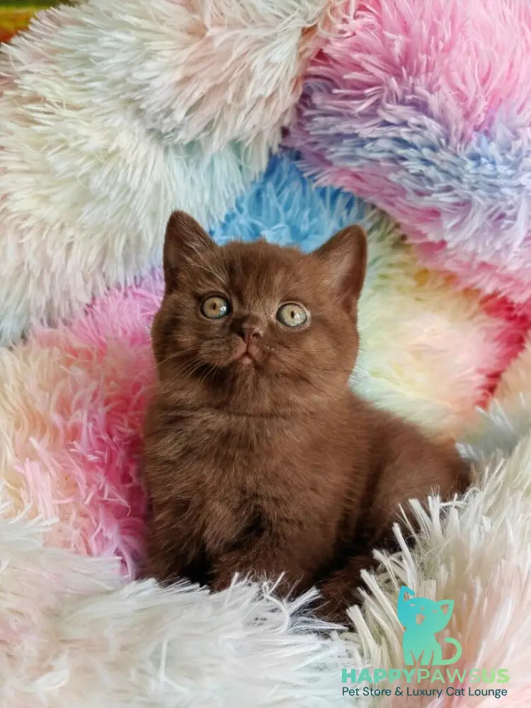 Nastya British Shorthair female chocolate - live animals
