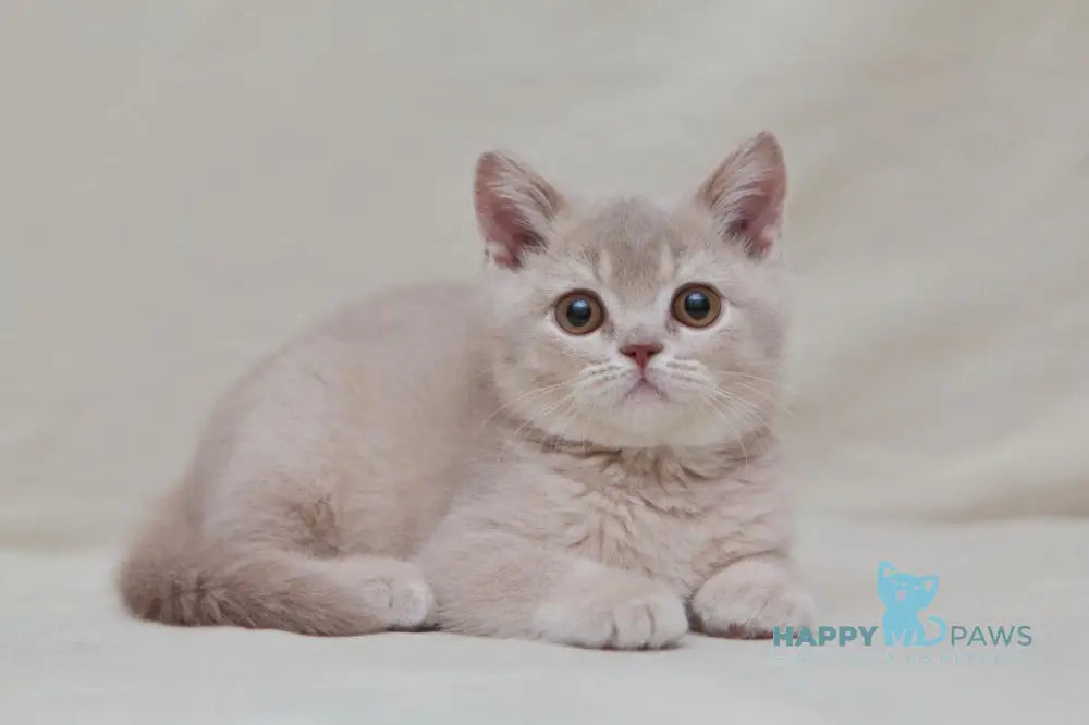 Nastyasha British Shorthair female lilac ticked tabby live animals