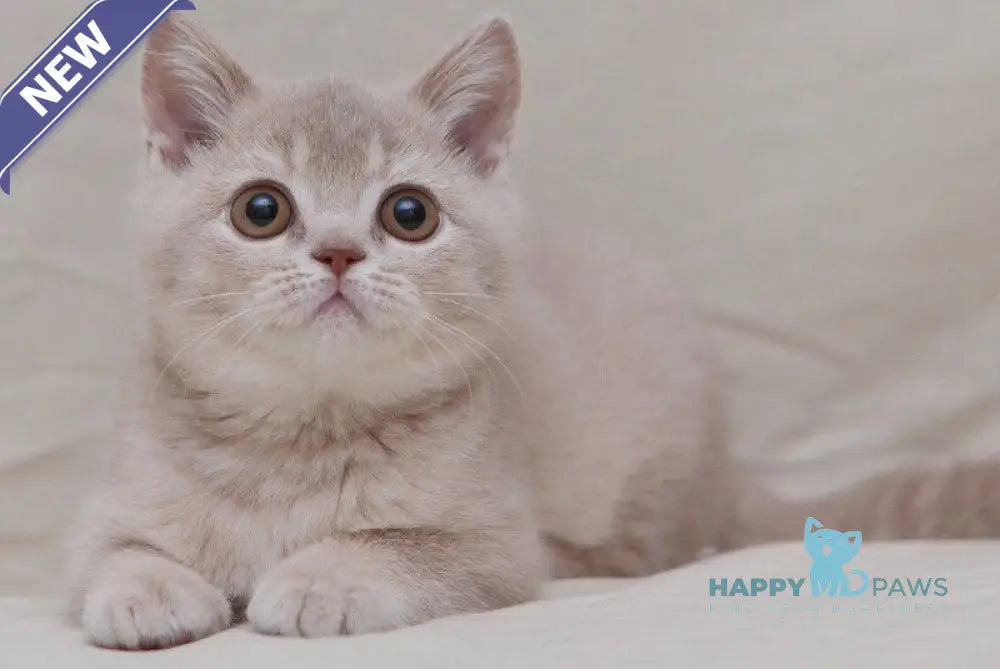Nastyasha British Shorthair female lilac ticked tabby live animals