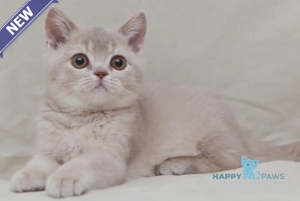 Nastyasha British Shorthair female lilac ticked tabby live animals