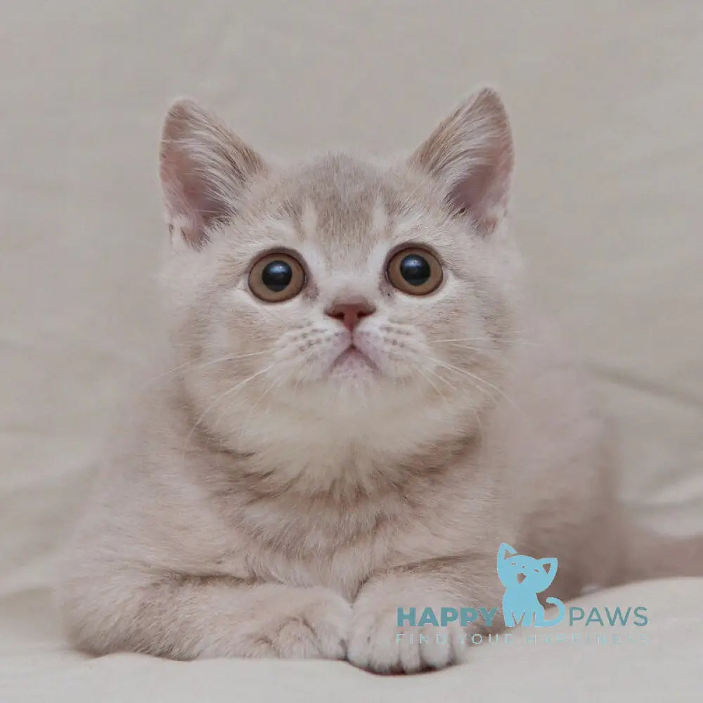 Nastyasha British Shorthair female lilac ticked tabby live animals
