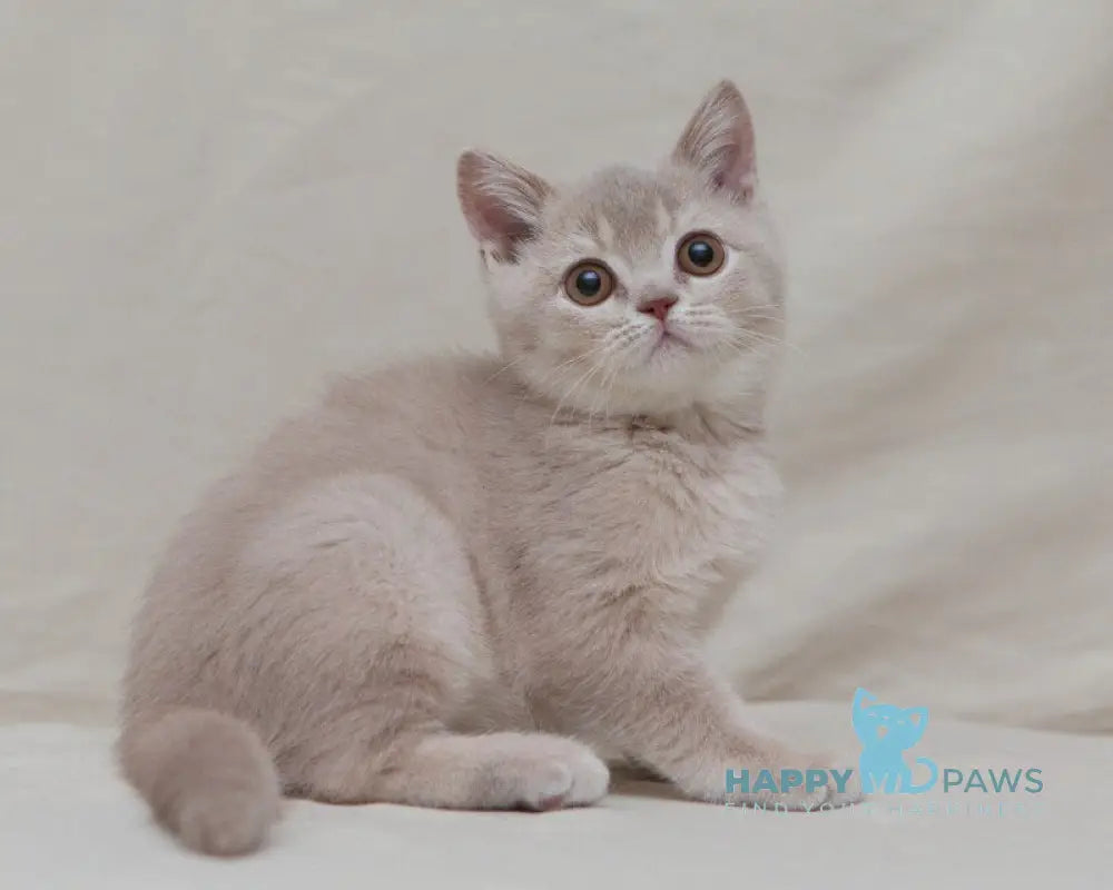 Nastyasha British Shorthair female lilac ticked tabby live animals