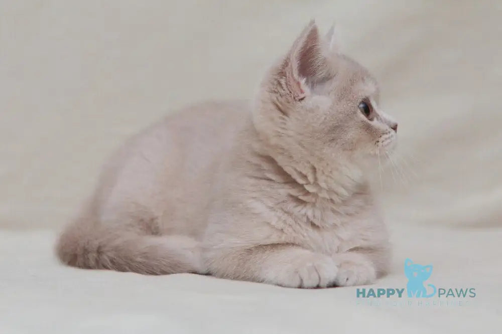 Nastyasha British Shorthair female lilac ticked tabby live animals