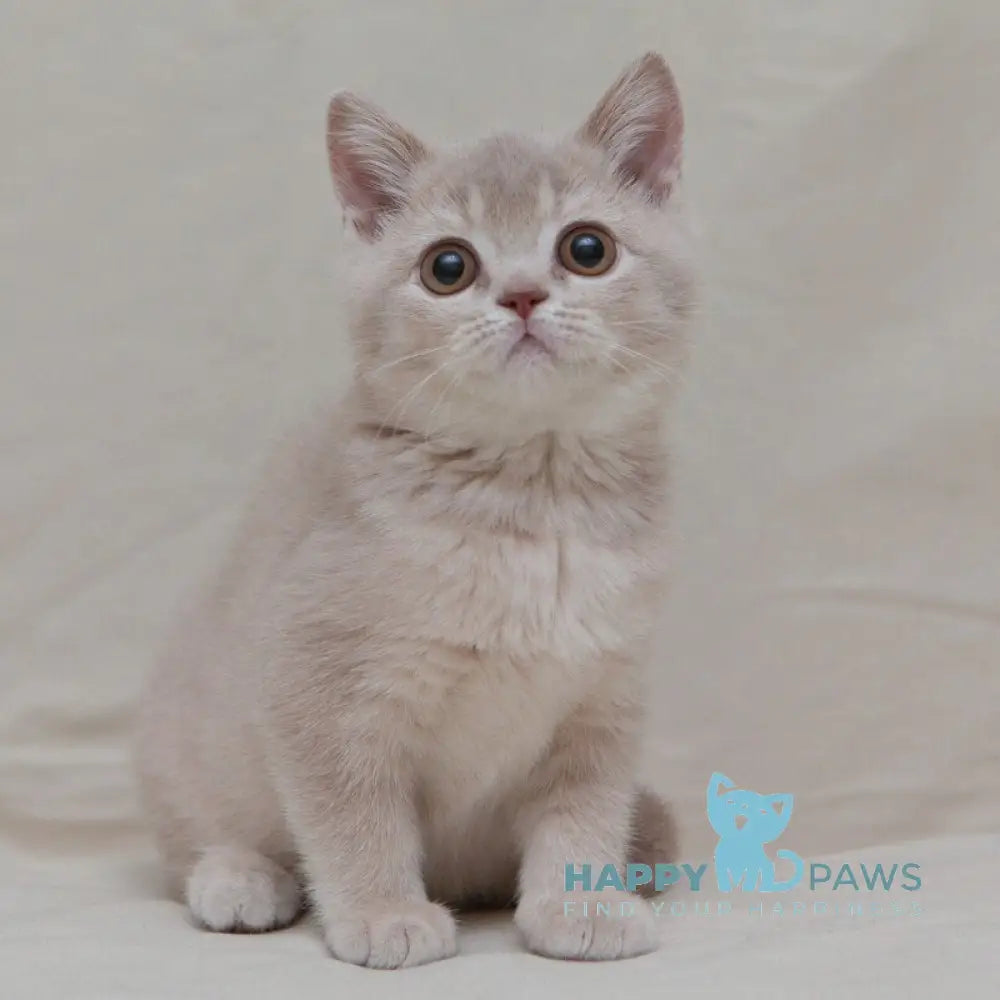 Nastyasha British Shorthair female lilac ticked tabby live animals