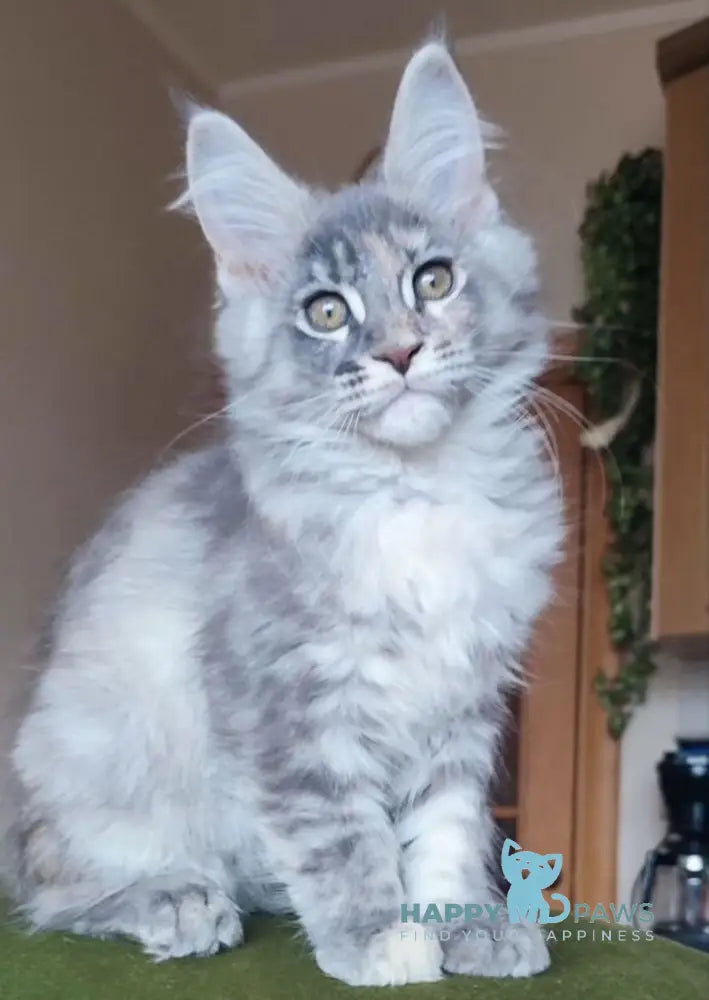 Nata Maine Coon female blue tortie live animals