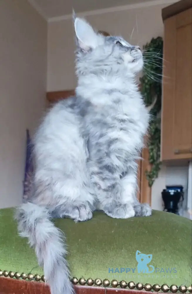 Nata Maine Coon female blue tortie live animals