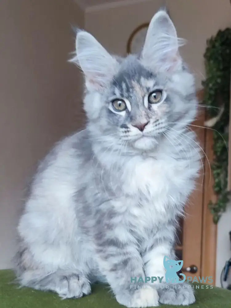 Nata Maine Coon female blue tortie live animals
