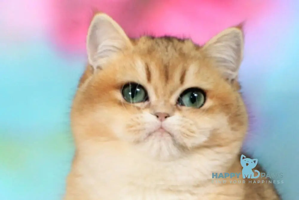 Natalie British Shorthair female black golden shaded live animals