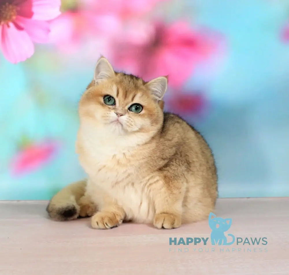 Natalie British Shorthair female black golden shaded live animals