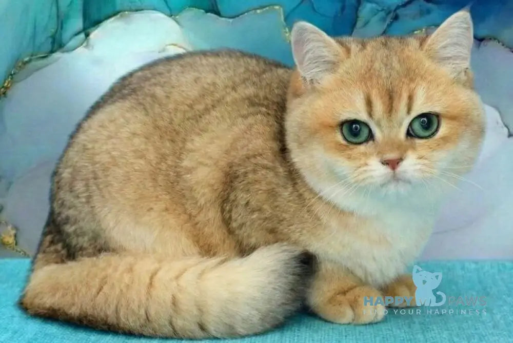 Natalie British Shorthair female black golden shaded live animals