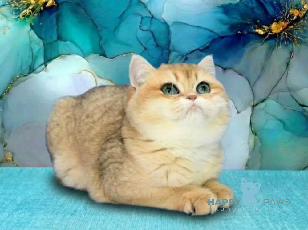 Natalie British Shorthair female black golden shaded live animals