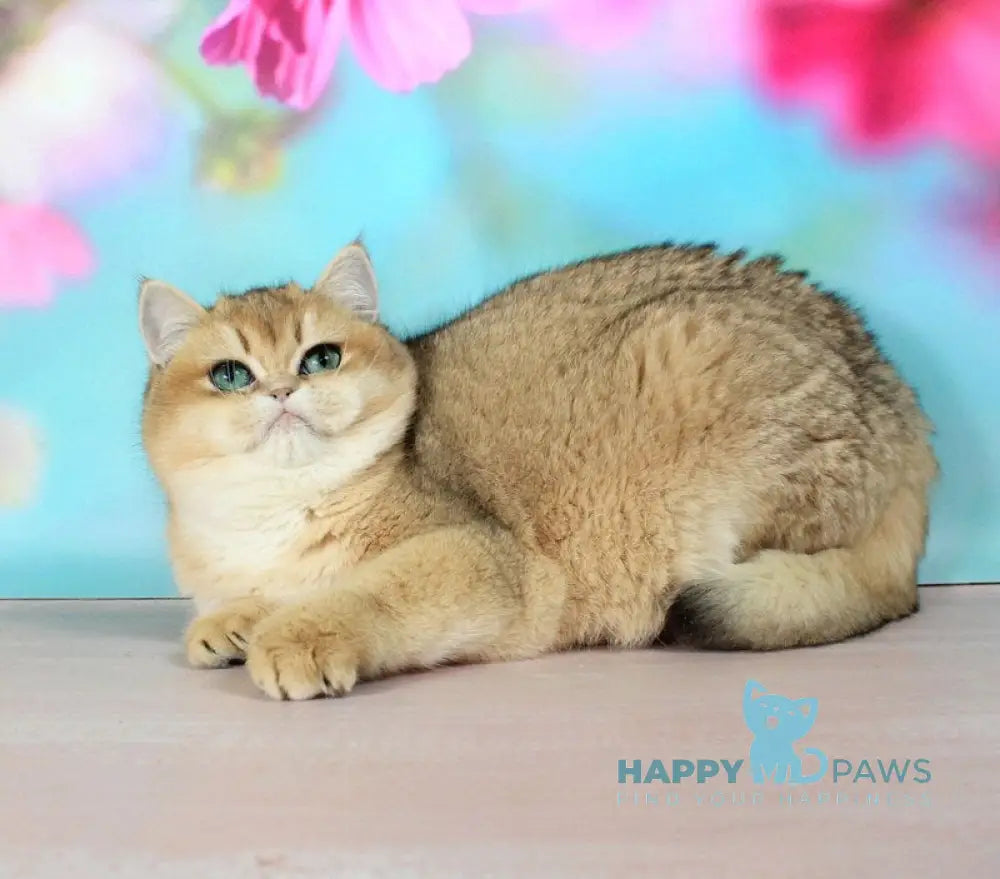 Natalie British Shorthair female black golden shaded live animals