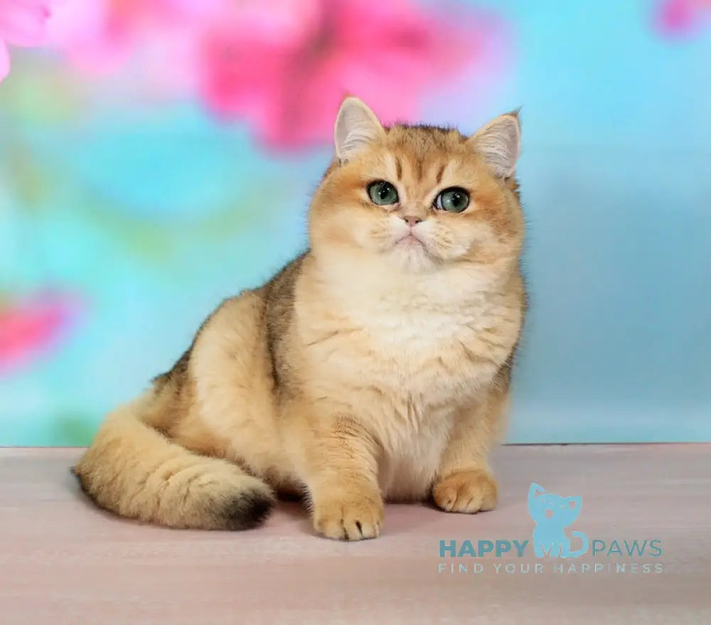 Natalie British Shorthair female black golden shaded live animals