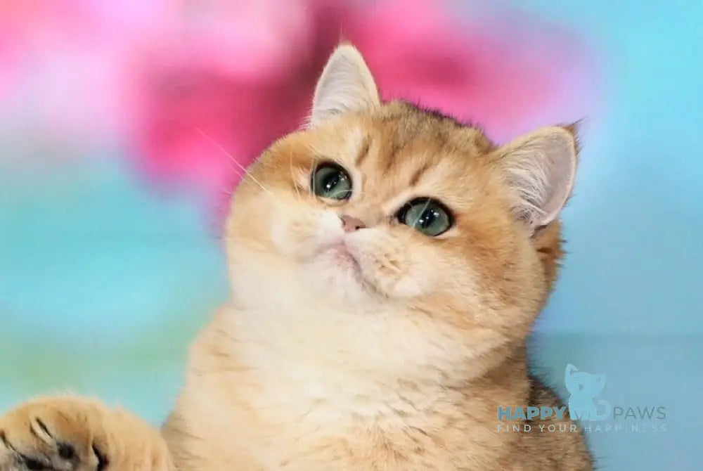 Natalie British Shorthair female black golden shaded live animals