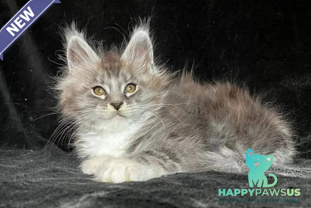 Natan Maine Coon male black silver tabby with white - live animals