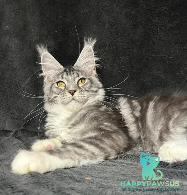 Natan Maine Coon male black silver tabby with white - live animals