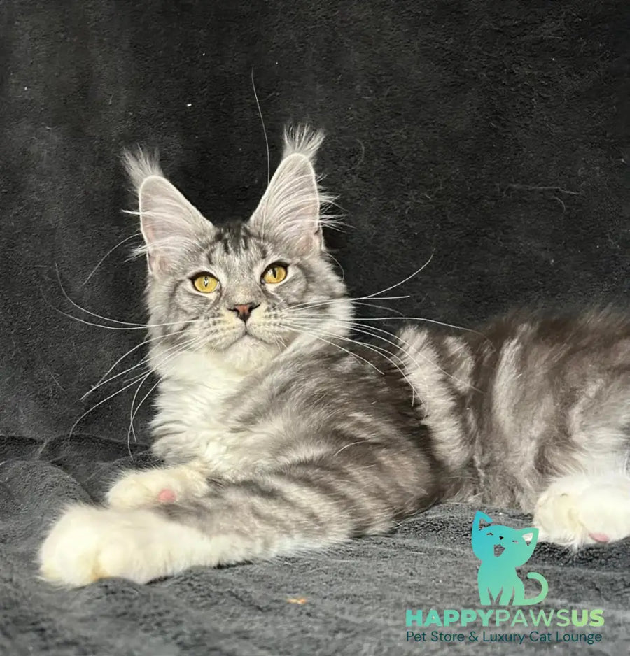 Natan Maine Coon male black silver tabby with white - live animals