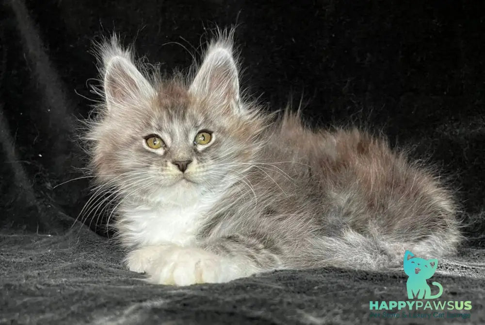 Natan Maine Coon male black silver tabby with white - live animals