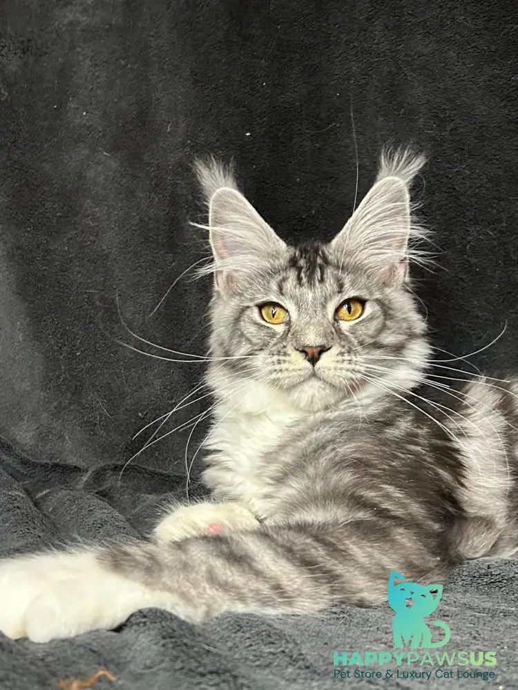 Natan Maine Coon male black silver tabby with white - live animals