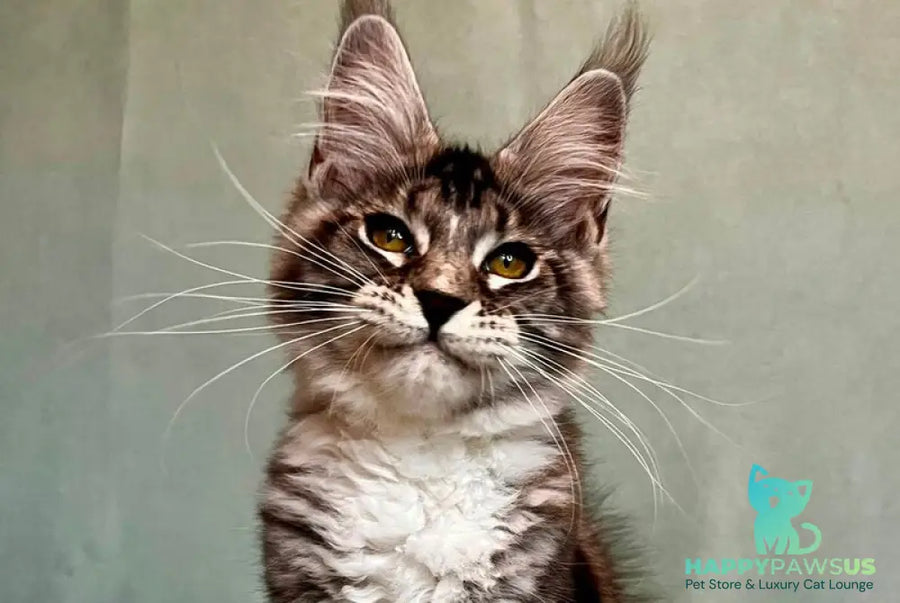 Natan Maine Coon male black silver tabby with white - live animals