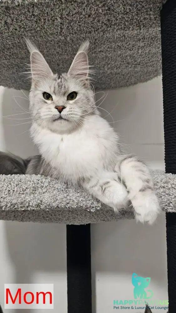 Natan Maine Coon male black silver tabby with white - live animals