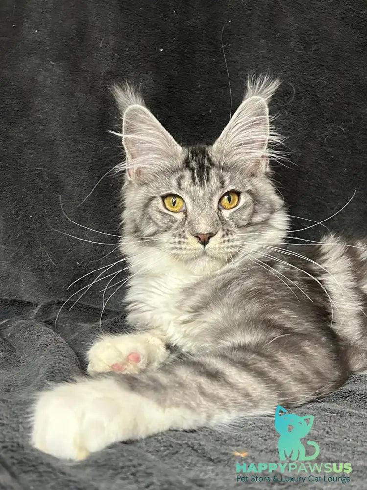 Natan Maine Coon male black silver tabby with white - live animals
