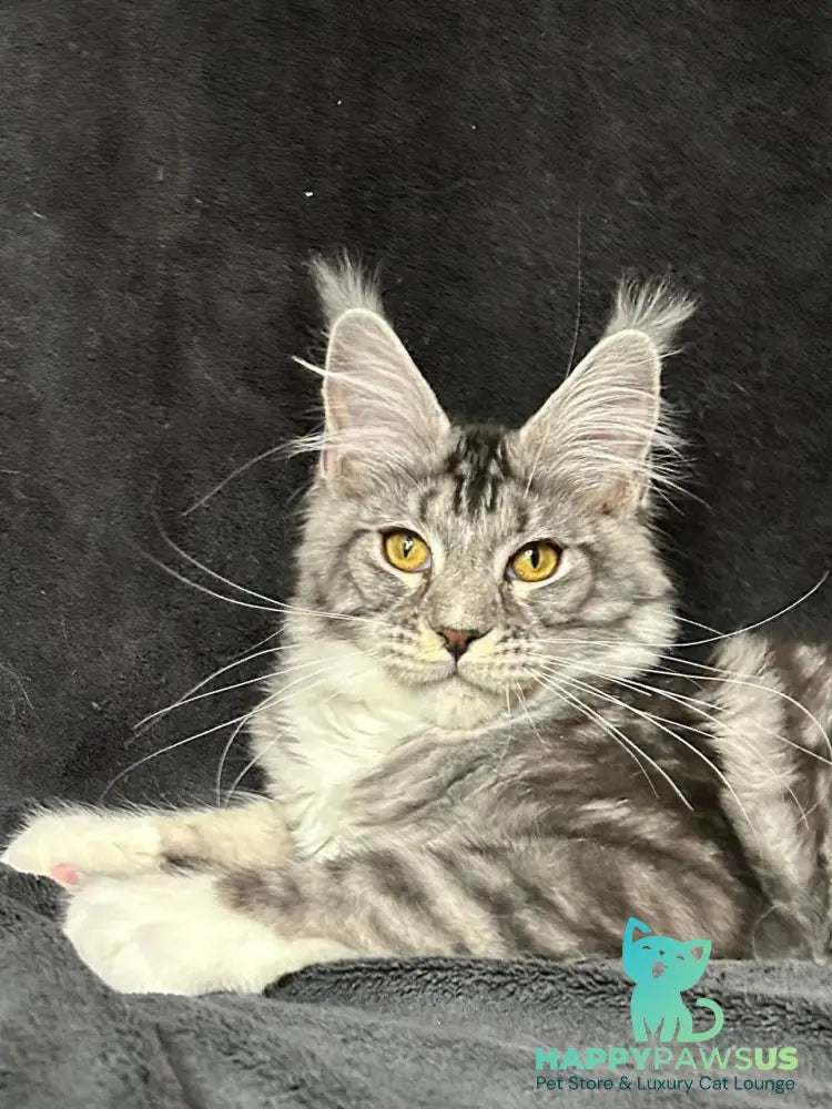 Natan Maine Coon male black silver tabby with white - live animals